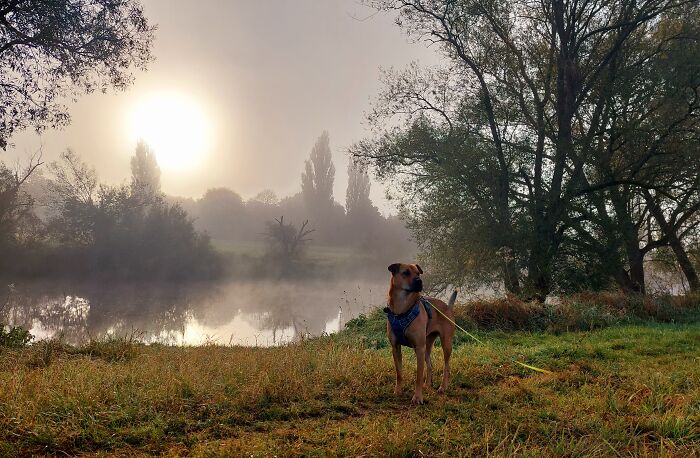 Sunrise With Lucy 🐾