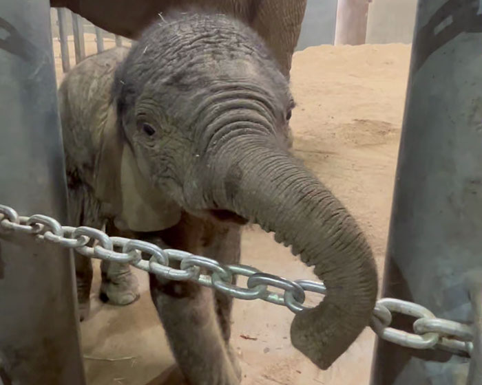 People Online Are Overtaken By The Cuteness Of These 2 Newborn Elephants At Fresno Zoo