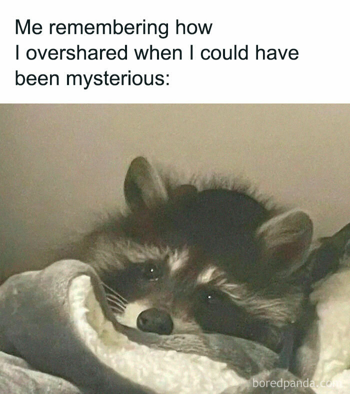 Adorable-Raccoon-Memes