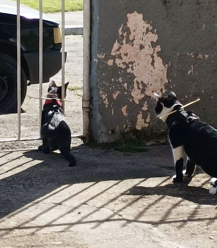 Palo que se engancha a los gatos para evitar que se escapen