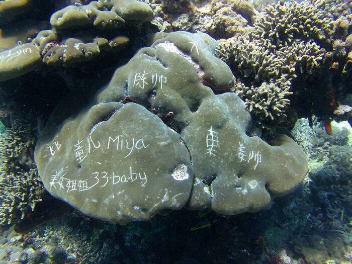 Today We Took These Photos Of A Coral Destroyed By Careless Divers