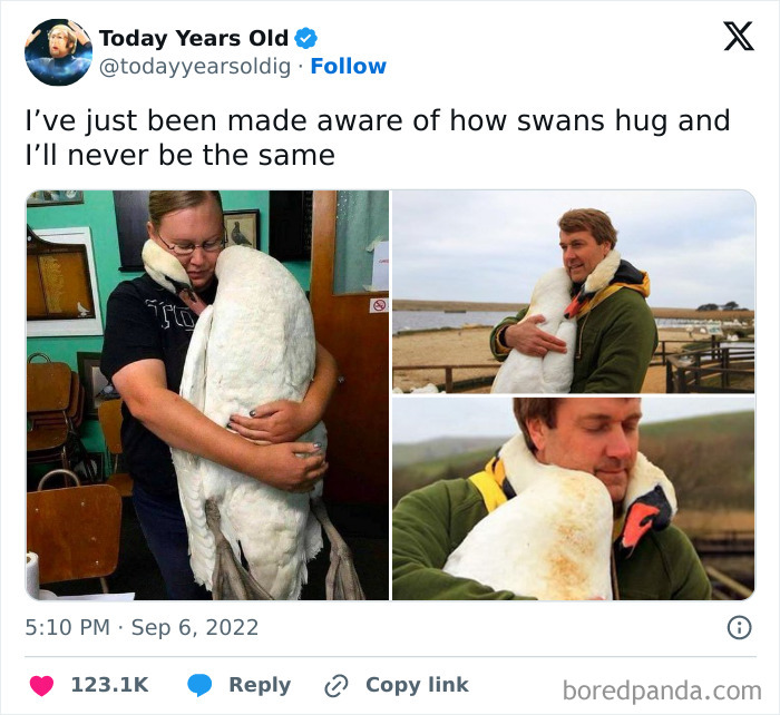 Blessed Swans