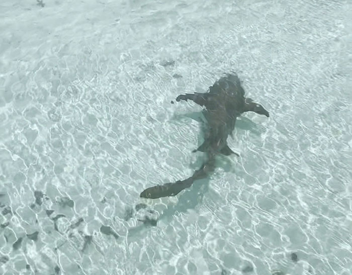 People Online Can’t Get Enough Of This Little Dog And Wild Nurse Shark Friendship