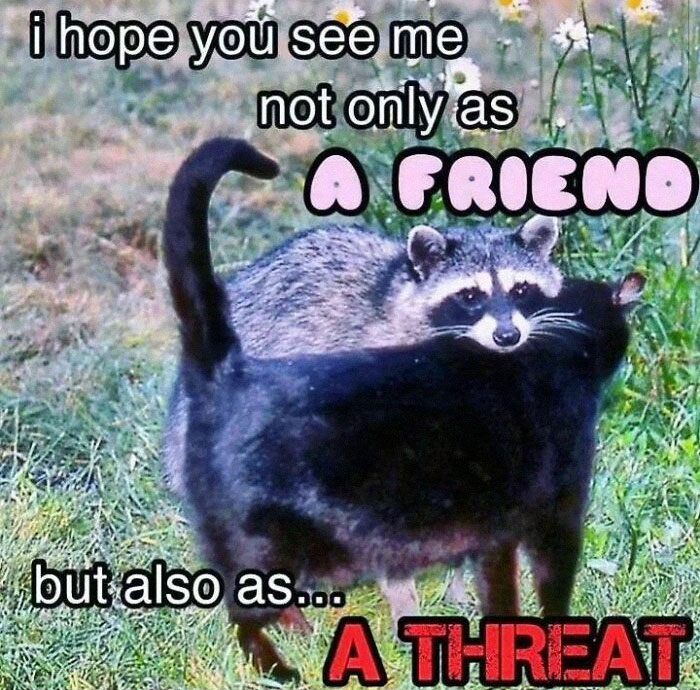 Adorable-Raccoon-Memes