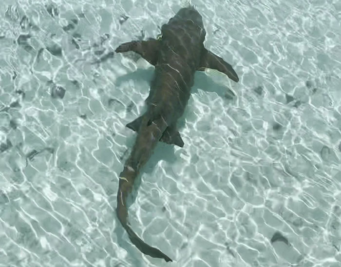 Dog Finds An Unlikely Best Friend In A Wild Nurse Shark, Goes Viral As Everybody Online Loves It