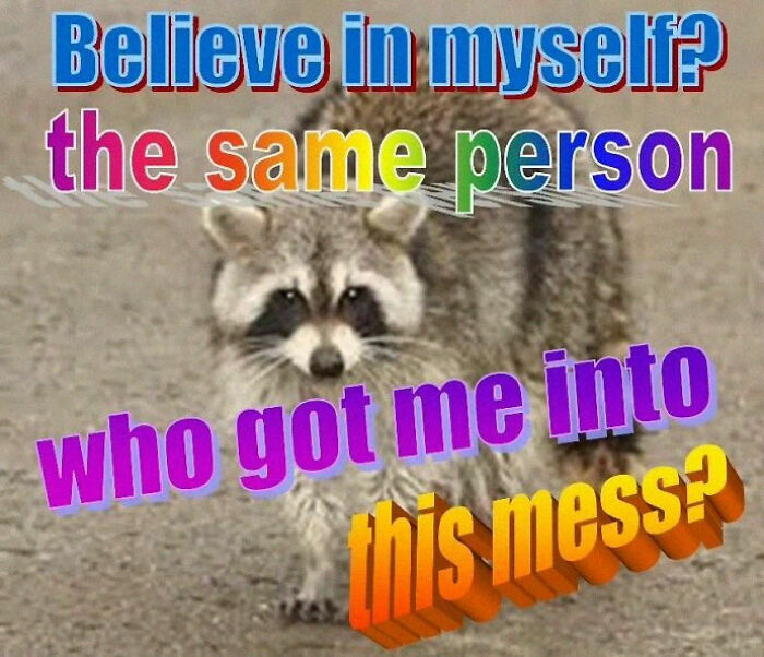 Adorable-Raccoon-Memes