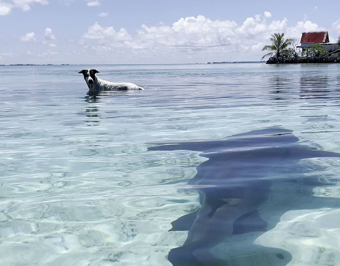 Dog Finds An Unlikely Best Friend In A Wild Nurse Shark, Goes Viral As Everybody Online Loves It