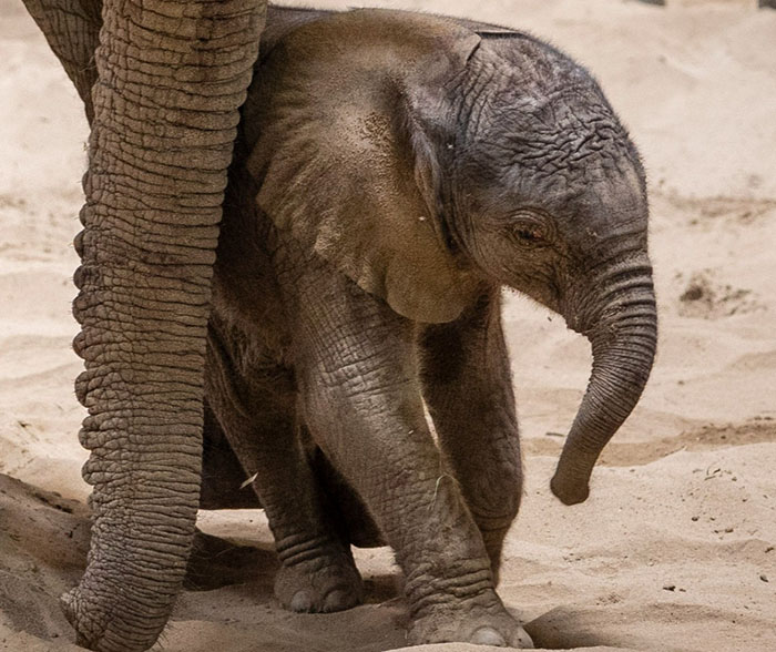 People Online Are Overtaken By The Cuteness Of These 2 Newborn Elephants At Fresno Zoo