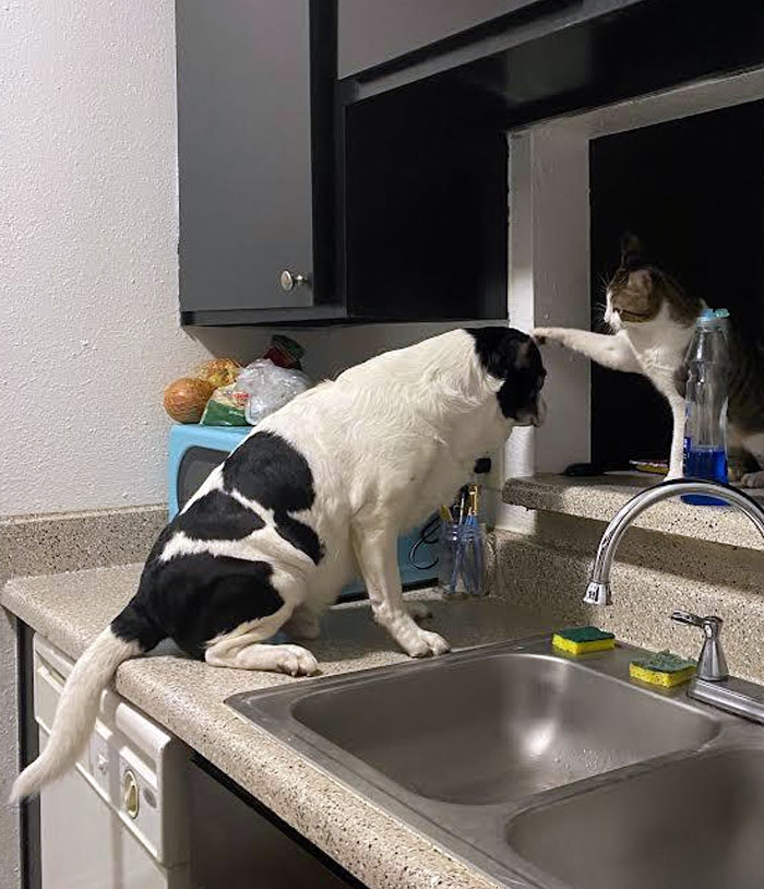 Brother’s Cat Knighting The Dog