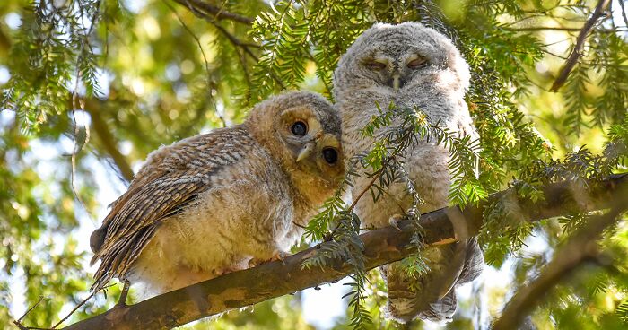 Here Are The Most-Talked About Images Participating In 2024 Wildlife Photographer Of The Year Contest