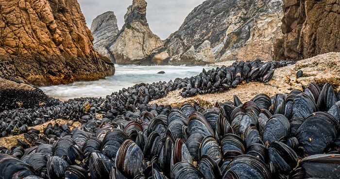 The NHM Reveals 15 Highly Commended Entries From The 2024 Wildlife Photographer Of The Year Awards