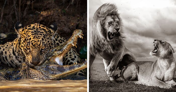 15 Captivating Photos Competing For The 2024 Wildlife Photographer Of The Year Contest