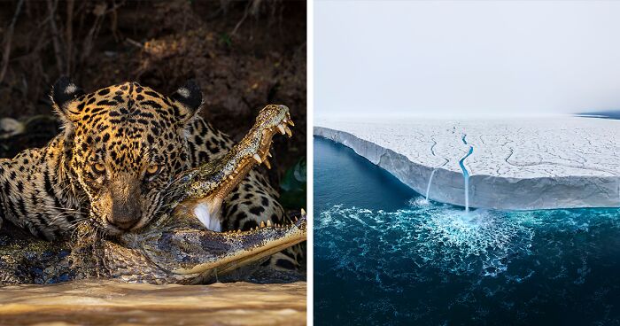 Here Are 15 Breathtaking Entries From The 2024 Wildlife Photographer Of The Year Awards