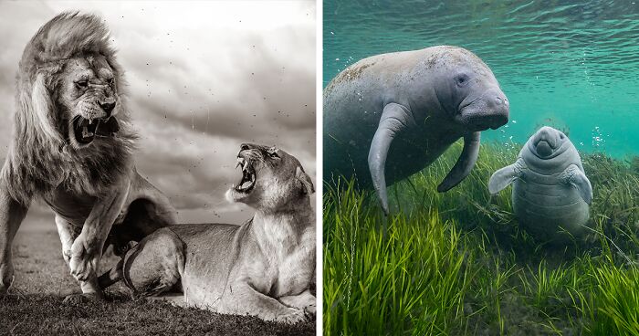 15 Mesmerizing Entries From The 2024 Wildlife Photographer Of The Year Awards