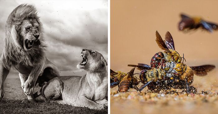 15 Of The Most Talked-About Entries From The 2024 Wildlife Photographer Of The Year