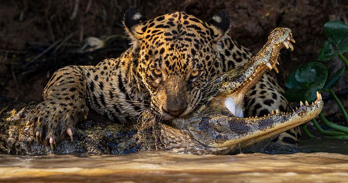 15 Highly Commended Photos From The NHM 2024 Wildlife Photographer Of The Year