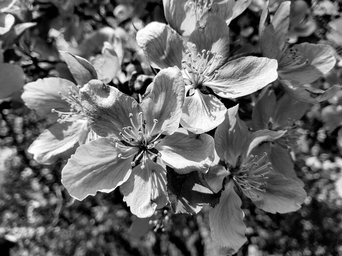 Crab Apple Blossom