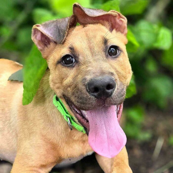 A Story Of A Stray Dog Carrying A Damp Newspaper As His Only Toy Took Unexpected Turn