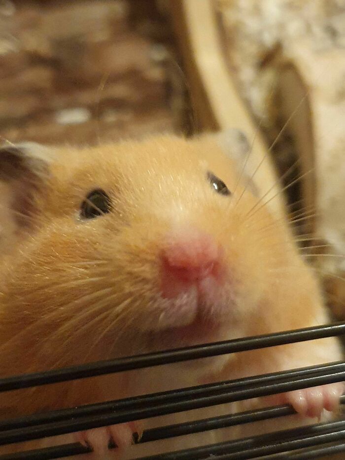 Jaffa The Polite Hamster