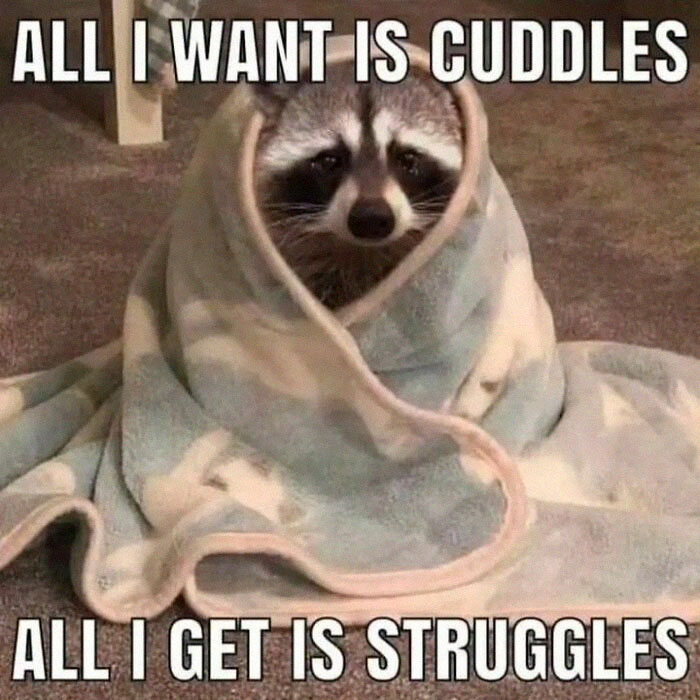 Adorable-Raccoon-Memes