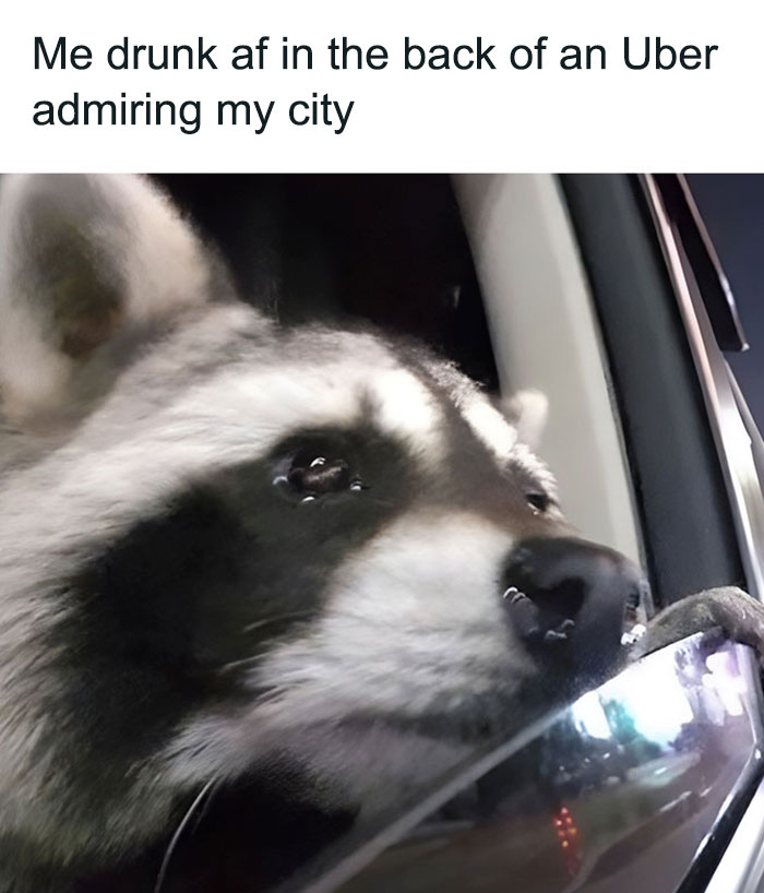 Adorable-Raccoon-Memes