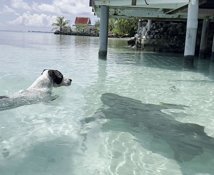 People Online Can’t Get Enough Of This Little Dog And Wild Nurse Shark Friendship