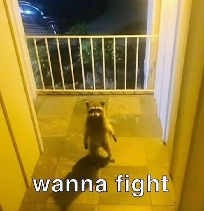 Adorable-Raccoon-Memes