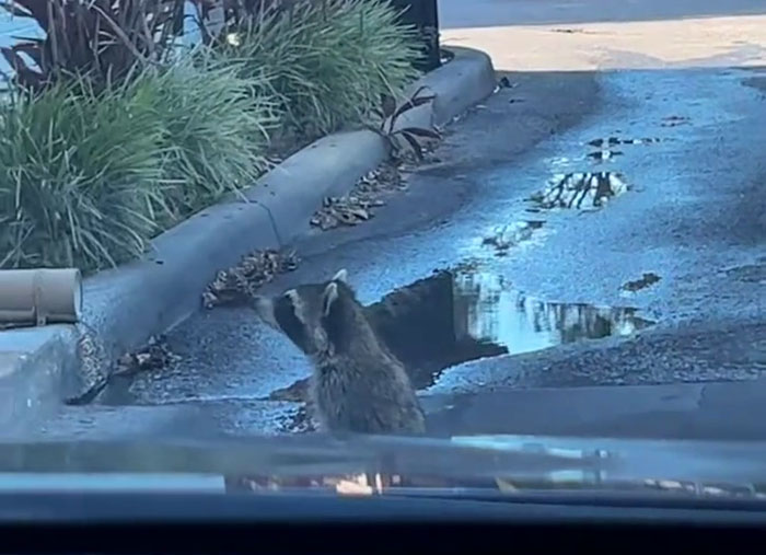 Polite Raccoon Goes Viral When People Are Overtaken By A Video Of Him Receiving His Daily Donut