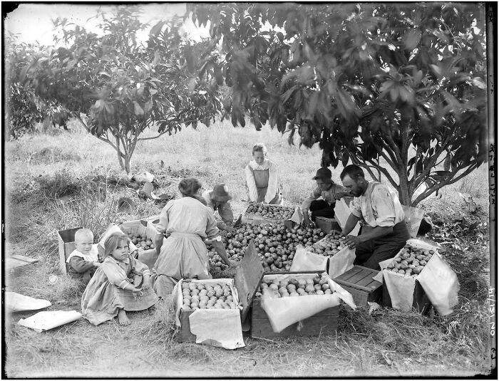 The Sonter Family Packing Fruit, Ray Road, Epping, Sydney - 1911 By Rex Hazlewood