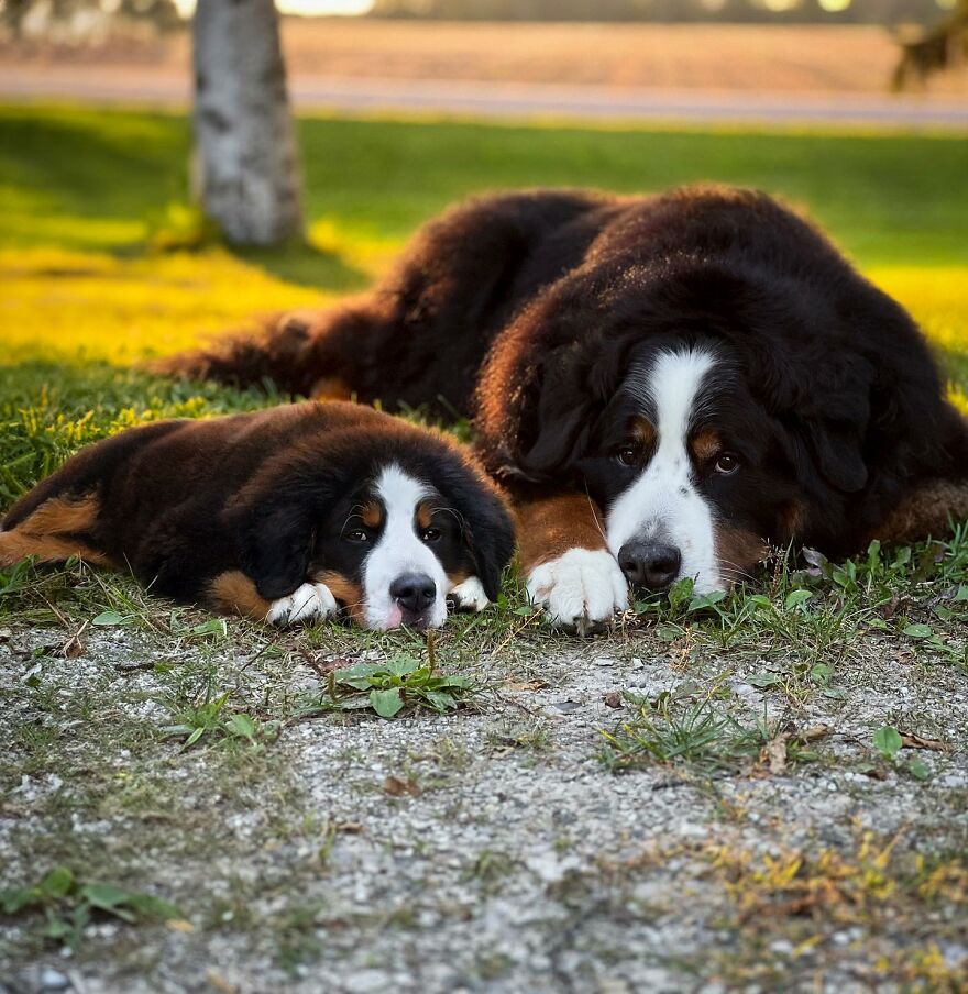 21 Heartwarming Photo Edits Bring Pets And Their Younger Versions Together, Made By This Artist (New Pics)