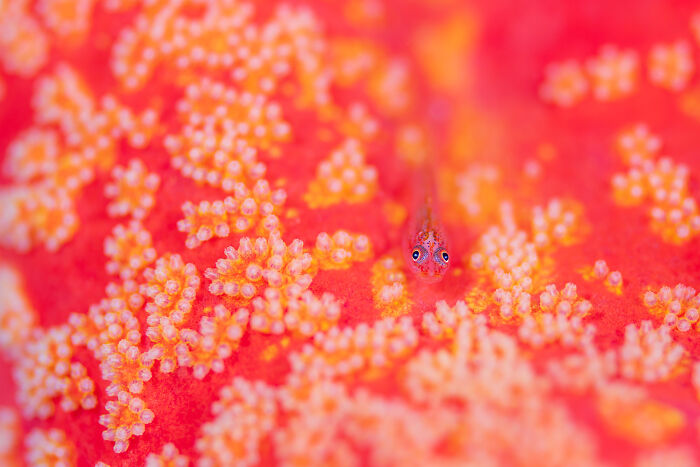 Close-up of vibrant coral reef with a small fish, showcasing future photography trends.