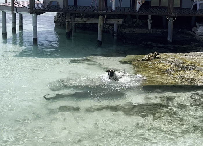 People Online Can’t Get Enough Of This Little Dog And Wild Nurse Shark Friendship