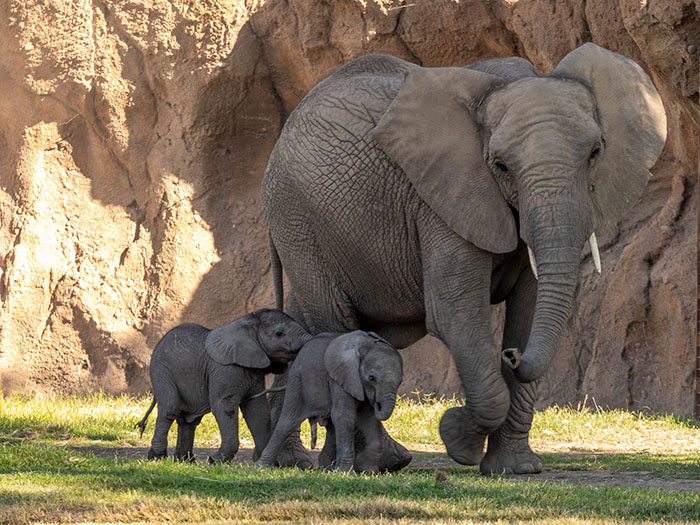 People Online Are Overtaken By The Cuteness Of These 2 Newborn Elephants At Fresno Zoo