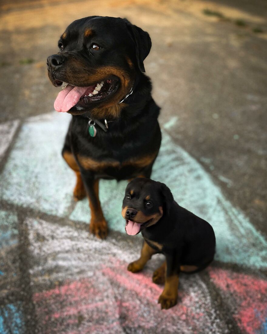 21 Heartwarming Photo Edits Bring Pets And Their Younger Versions Together, Made By This Artist (New Pics)