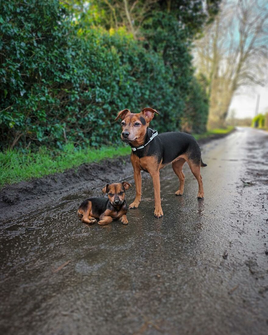 21 Heartwarming Photo Edits Bring Pets And Their Younger Versions Together, Made By This Artist (New Pics)