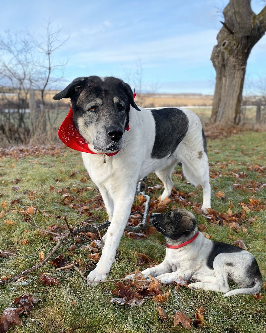 21 Heartwarming Photo Edits Bring Pets And Their Younger Versions Together, Made By This Artist (New Pics)