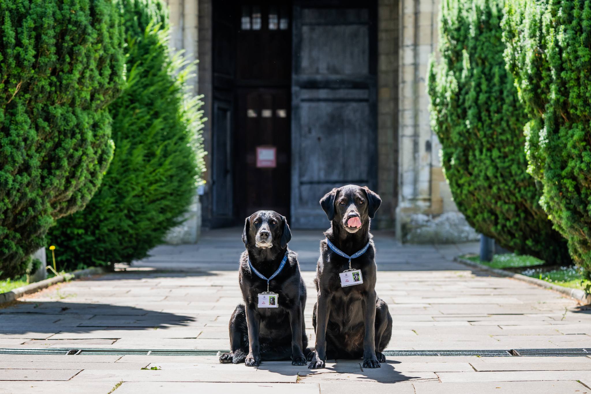 These Dogs Were Allowed To Come In Temporarily, But Ended Up Staying As Staff At Tewkesbury Abbey