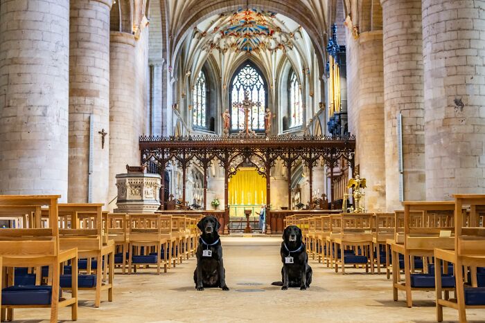 These Dogs Were Allowed To Come In Temporarily, But Ended Up Staying As Staff At Tewkesbury Abbey