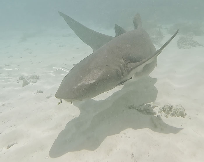 People Online Can’t Get Enough Of This Little Dog And Wild Nurse Shark Friendship