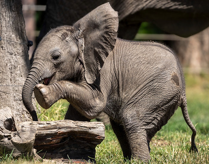 People Online Are Overtaken By The Cuteness Of These 2 Newborn Elephants At Fresno Zoo