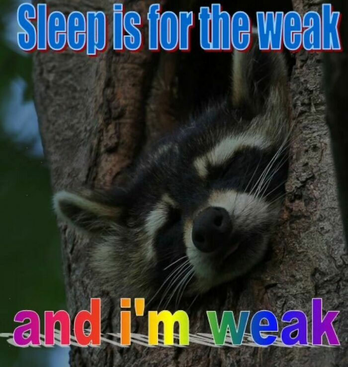 Adorable-Raccoon-Memes