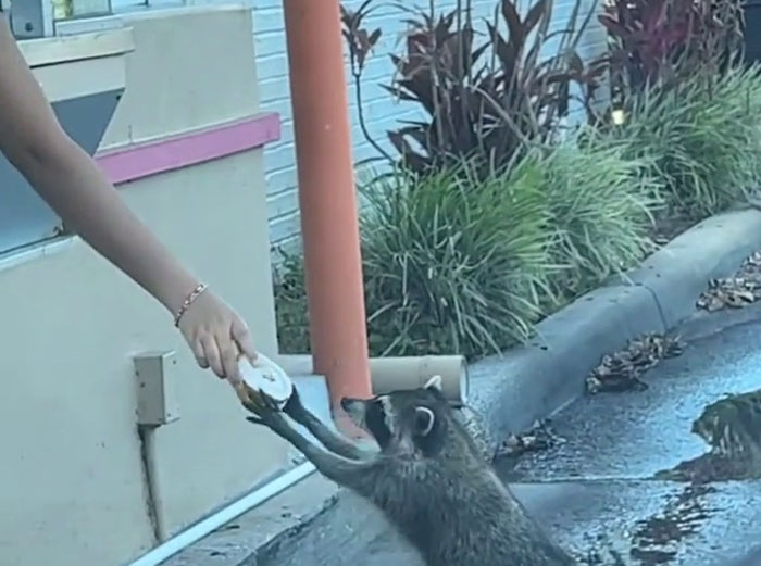 Polite Raccoon Goes Viral When People Are Overtaken By A Video Of Him Receiving His Daily Donut