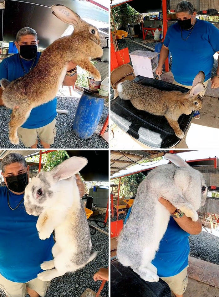 Flemish Giant Rabbits