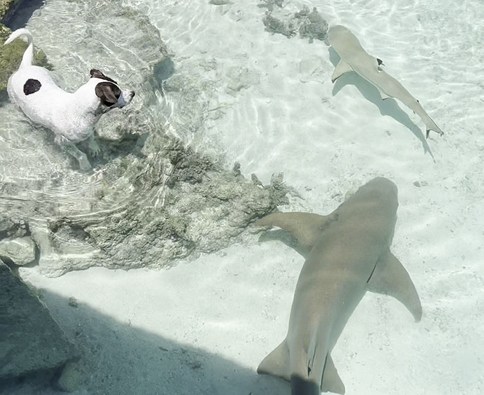 People Online Can’t Get Enough Of This Little Dog And Wild Nurse Shark Friendship