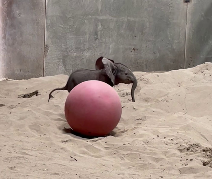 People Online Are Overtaken By The Cuteness Of These 2 Newborn Elephants At Fresno Zoo