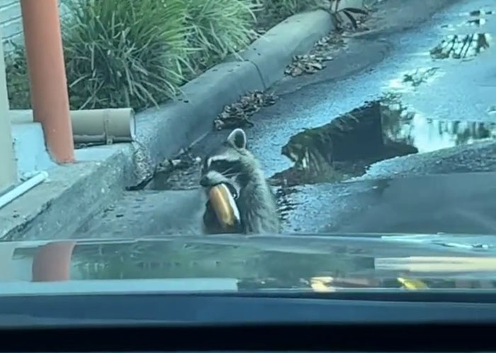 Polite Raccoon Goes Viral When People Are Overtaken By A Video Of Him Receiving His Daily Donut