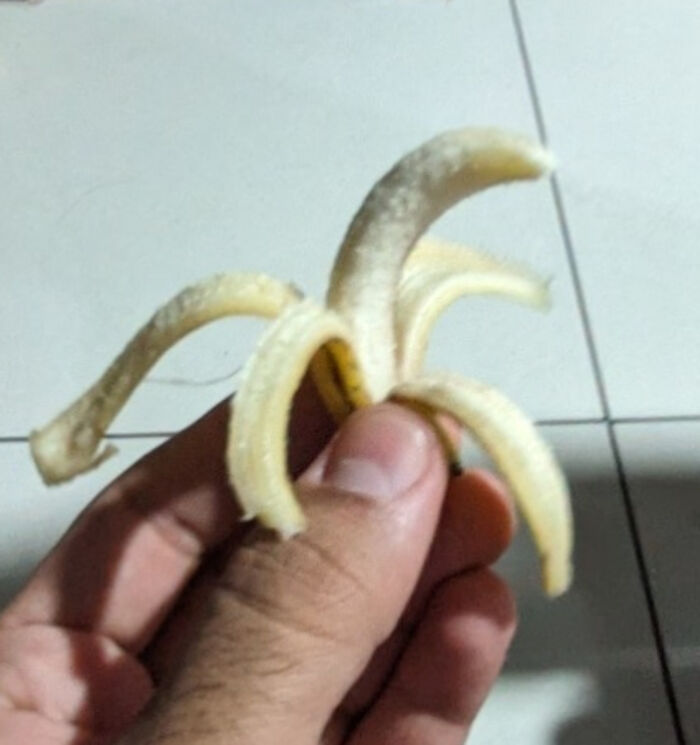 A hand holding a small banana with its skin peeled back, humorously illustrating a gardening fail.