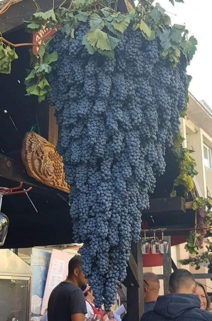 Gigantic cluster of grapes hanging from a market stall, showcasing an absolute-unit size.