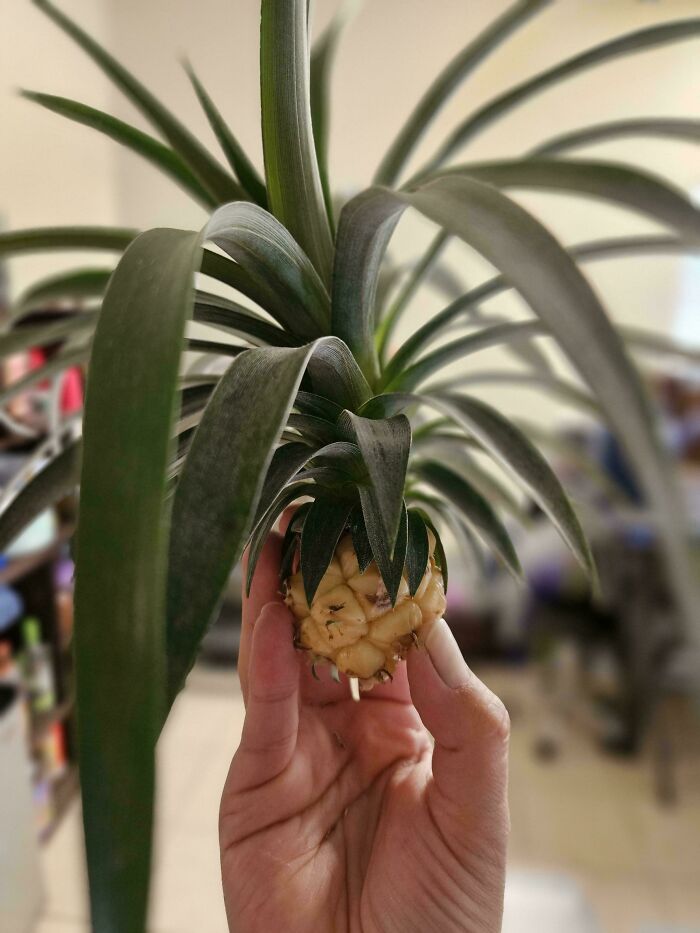 Hand holding a small pineapple plant, highlighting a gardening fail with no mighty harvest.