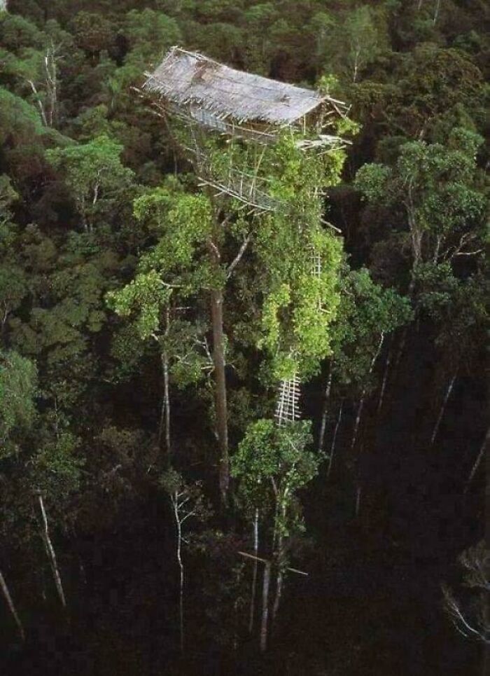 The Korowai People In Indonesia Live In Tree Houses That Can Be Up To 45 Meters (150 Ft) High. They Believe That Living High Above The Ground Can Protect Them From Floods, Wild Animals, Insects, And Evil Spirits